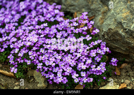 Lila Rock Kresse Aubrieta deltoidea Stockfoto