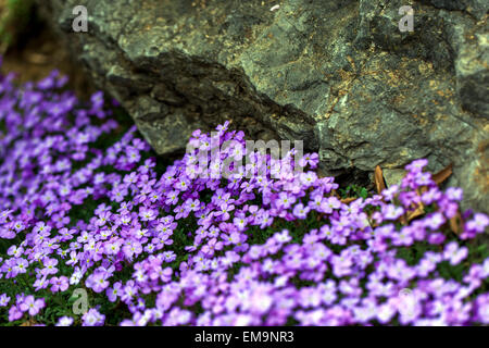 Felskresse Aubrieta deltoidea, Steingarten lila Blüten, Pflanze wächst in Felsen Stockfoto