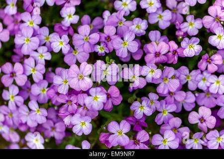 Rock Kresse Aubrieta deltoidea, Blumen Stockfoto