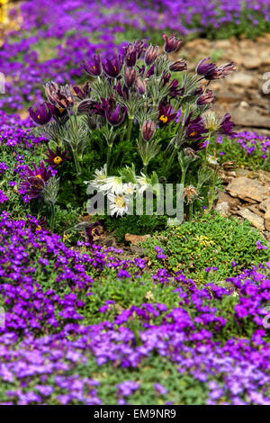 Pasque Blume, Pulsatilla vulgaris blüht im Frühjahr auf Steingarten Stockfoto