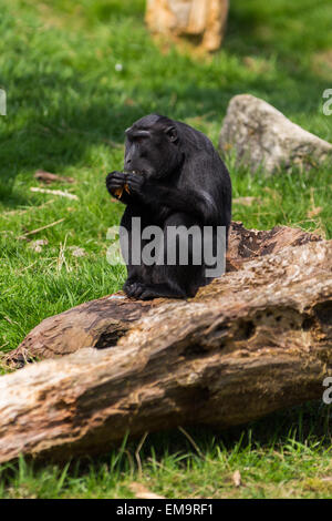 Sulawesi crested macaque Essen auf einem Protokoll. Stockfoto