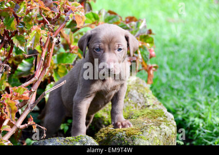 Kleinen Weimaraner Welpe außerhalb von einem Garten Busch Stockfoto