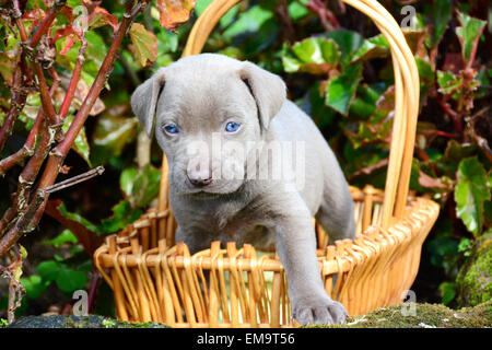 Weimaraner Welpen in einem Korb draußen in einem Garten Stockfoto