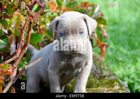 Niedliche Weimaraner weibliche Welpe draußen im Garten Stockfoto