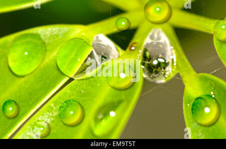 Makroaufnahme des Wassers sinkt auf grünes Blatt Stockfoto