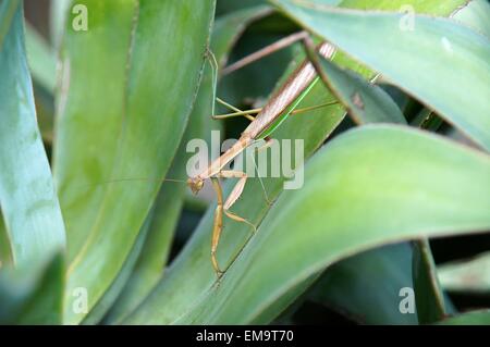 Gottesanbeterin versteckt im Garten. Stockfoto