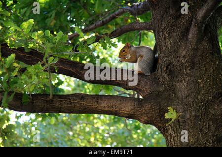 Östliche graue Eichhörnchen auf der Eiche Ast. Stockfoto