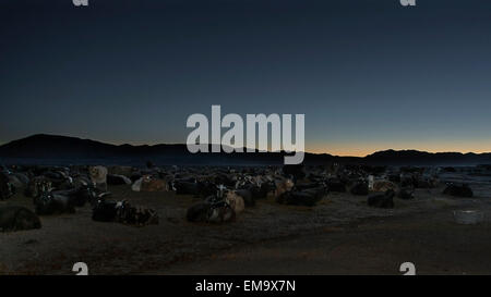 Leuchtende Augen, Ziege Herde vor der Morgendämmerung, westliche Mongolei Stockfoto