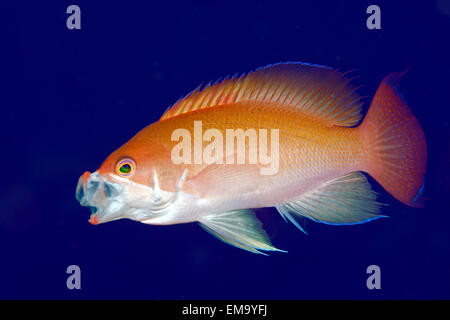 Männliche untersetzt Anthias, auch bekannt als ein rosa Basslet, Pseudanthias Hypselosoma. Zeigt den Hof Verhalten zu anderen Männchen entfernt warm Stockfoto