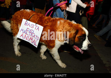 La Paz, Bolivien, 17. April 2015. A St Bernard Hund trägt ein Plakat sagt nein mehr Misshandlungen von Tieren während eines Marsches auf Nachfrage die Regierung Gesetze zum Schutz der Tiere vor Missbrauch und Erhöhung der Strafen für diese fand schuldig von Grausamkeit gegenüber Tieren geht. Bildnachweis: James Brunker / Alamy Live News Stockfoto