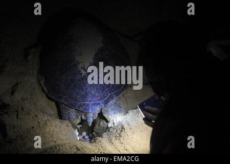 Samba, Indonesien. 28. Juli 2012. Bruteier der Suppenschildkröte (Chelonia Mydas) in seinem natürlichen Lebensraum in der Küstenstadt Paloh. Dieser Strand ist ein Paradies für grüne Meeresschildkröten nisten. Paloh hat eine 63 km Küstenlinie. Die größte Bedrohung ist die Plünderung der Schildkröteneier. © Yohanes Kurnia Irawan/Pacific Press/Alamy Live-Nachrichten Stockfoto