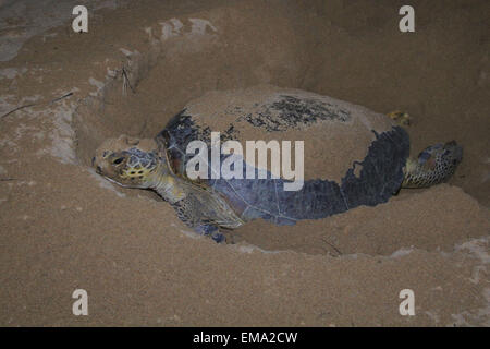 Samba, Indonesien. 28. Juli 2012. Bruteier der Suppenschildkröte (Chelonia Mydas) in seinem natürlichen Lebensraum in der Küstenstadt Paloh. Dieser Strand ist ein Paradies für grüne Meeresschildkröten nisten. Paloh hat eine 63 km Küstenlinie. Die größte Bedrohung ist die Plünderung der Schildkröteneier. © Yohanes Kurnia Irawan/Pacific Press/Alamy Live-Nachrichten Stockfoto