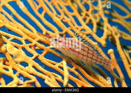 Palau, Longnose Hawkfish auf gelben Gorgonien A84D Stockfoto