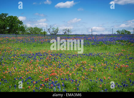 Bereich der Kornblume und Indian Paintbrush Blumen blühen im Frühjahr Texas Stockfoto