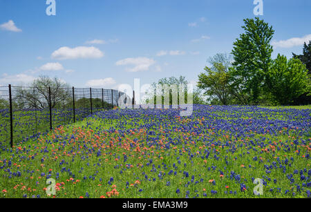 Feld von Bluebonnet und Indian Paintbrush Blumen in voller Blüte an einem Zaun in Texas Frühling Stockfoto