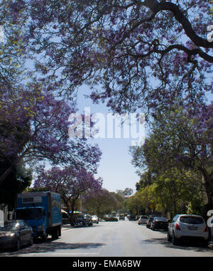 Jacaranda-Bäume in voller Blüte auf einer Straße in Santa Barbara, CA Stockfoto