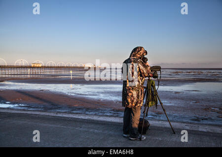 Birders in Southport, Merseyside, Großbritannien. April 2015. Britische Wetterlage: Bright Sunny Morning endlich an der Nordwestküste. Getarnter Vogel- und Naturfotograf auf der Promenade nahe dem Southport Pier fotografiert Vögel durch sein digiscope. Stockfoto