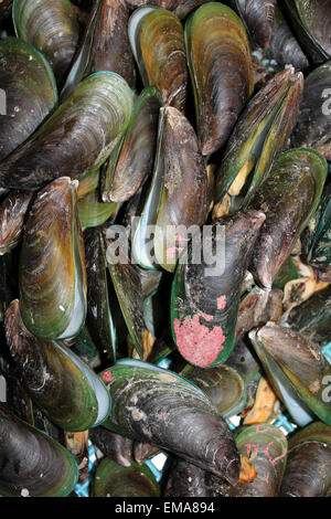 Asiatische grün Muschel Perna Viridis für Verkauf In A Thai-Markt Stockfoto