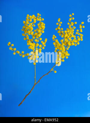 Australische blühender Frühling Blumen Akazie auf blauem Hintergrund Stockfoto