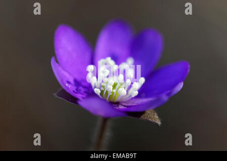 Einzelne blaue Anemone hautnah. Sehr kurze Tiefenschärfe, nur auf die Staubfäden Stockfoto