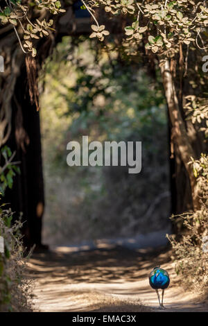 Indischen Pfauen zu Fuß in der Mitte Weg gegen alte Tor, das mit riesigen Banyan-Bäumen, am Ranthambhore Wald umgeben ist. Stockfoto