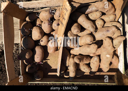 Carmarthenshire, Wales, UK. 18. April 2015.  Jon Shipton Pflanzen frühen Chitted Pflanzkartoffeln in seiner Bio-Garten an einem perfekten warmen sonnigen Nachmittag mit blauem Himmel in Carmarthenshire, West Wales UK.    Kathy DeWitt/AlamyLiveNews Stockfoto