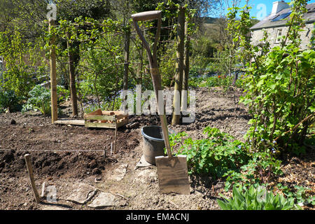 Ein Spaten für den Anbau von Kartoffeln in einen Bio-Garten an einem perfekten warmen sonnigen Frühling Nachmittag in Carmarthenshire, West Wales UK.  KATHY DEWITT Stockfoto