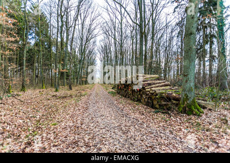 Straße durch Wald, Naturschutzgebiet in der Nähe von Bad Soden, Hessen, Deutschland. Holzstapel liegen auf der Straße. Stockfoto