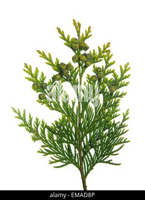 Thuja-Zweig mit winzigen Zapfen auf weißem Hintergrund Stockfoto