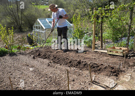 Ein Mann mit einem Strohhut Pflanzen frühe chitted Pflanzkartoffeln in seiner ländlichen organischen Garten im Frühling in Carmarthenshire, West Wales UK. KATHY DEWITT Stockfoto