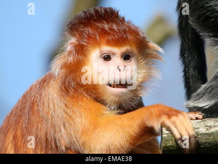 Weibliche Javan Gruppen (Trachypithecus Auratus), Nahaufnahme des Kopfes am Zoo Apenheul Primate, Apeldoorn, Niederlande Stockfoto