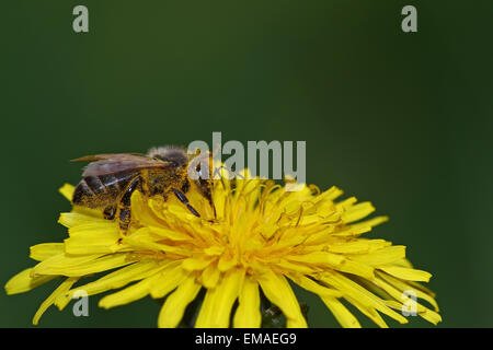 Honigbiene, die durch eine gelbe Blume Stockfoto