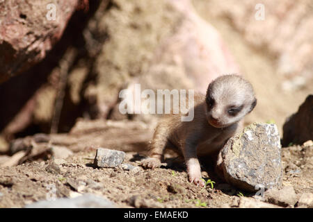 Baby-Erdmännchen in einem UK-Zoo. Stockfoto