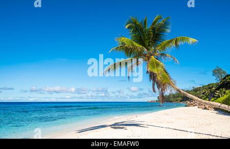 Kokospalme am tropischen Strand, Seychellen Stockfoto