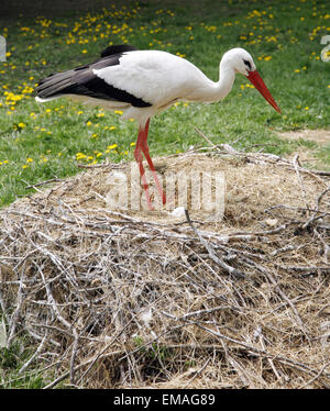 Nahaufnahme von einem Storch in seinem natürlichen Lebensraum. Erwachsenen Storch im natürlichen Lebensraum am Nest. Weißstorch-Nest auf dem Boden Stockfoto