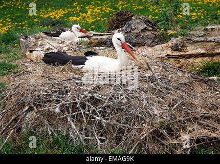 Nahaufnahme von einem Storch in seinem natürlichen Lebensraum. Adulten Störche im natürlichen Lebensraum am Nest. Mutter Störche mit ihren Eiern im Frühjahr Stockfoto