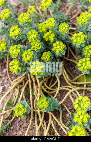 Blaue Wolfsmilch Euphorbia myrsinites Stockfoto