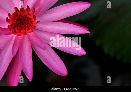 Pink lotus Stockfoto