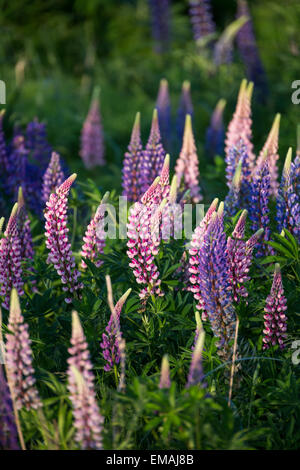 Lupinus, allgemein bekannt als Lupin oder lupine Stockfoto