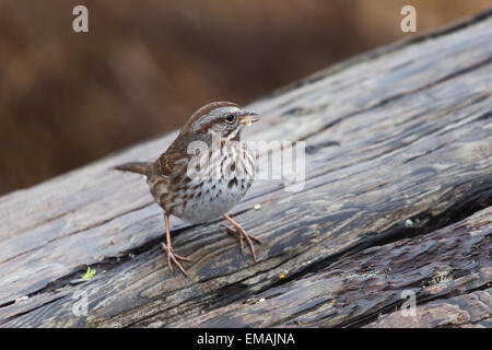 Singammer Nähe erschossen in Vancouver Kanada Stockfoto
