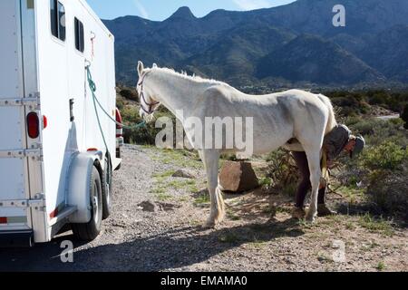 Arabisches Pferd seine Hufe immer gereinigt, in Vorbereitung auf einen Ausritt - New Mexico - USA Stockfoto