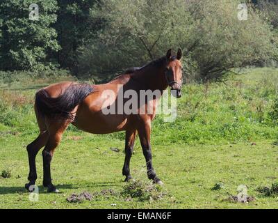 Schönheit-Pferd auf der Weide Stockfoto