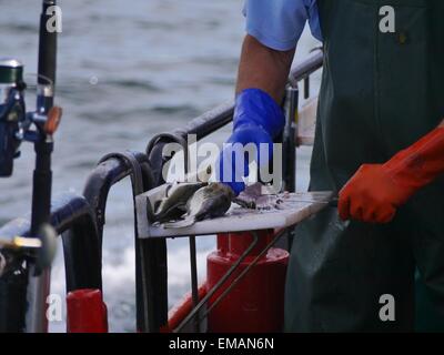 Arbeitnehmers Hände schneiden Fisch am Meer Hintergrund Stockfoto