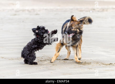 Deutscher Schäferhund trifft einen kleinen schwarzen Hund an einem Sandstrand und sie beginnen, miteinander zu spielen. Stockfoto