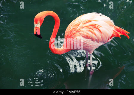 Rosa Flamingo zu Fuß in das Wasser mit Reflexionen Stockfoto