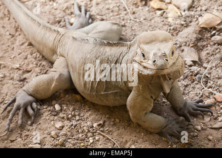 Portrait von Nashorn Leguan, Eidechse in der Familie Iguanidae, Dominikanische Republik, Foto mit Tiefenschärfe und flachen DOF Stockfoto