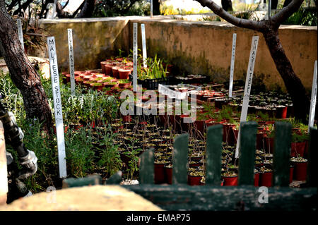 Malta, die Gaia Foundation, Gärtnerei Stockfoto