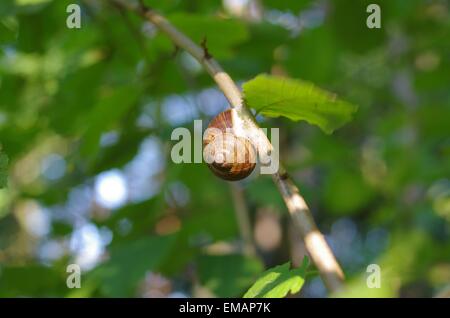 römische Schnecke Helix Pomatia auf Ast Stockfoto