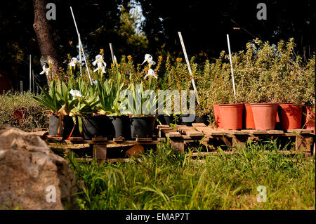 Malta, die Gaia Foundation, Gärtnerei Stockfoto