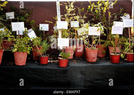 Malta, die Gaia Foundation, Gärtnerei Stockfoto